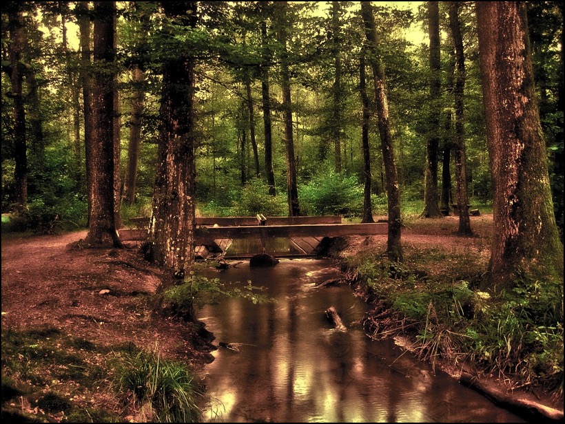 Forest, stream, and wooden bridge